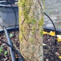 Ginkgo biloba 'Horizontalis' - Foto 3