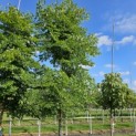 Gymnocladus dioica - 3