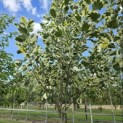 Liriodendron tulipifera 'Snowbird' - 4