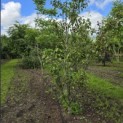Pyrus c. 'Conference' - 1