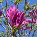 Magnolia 'Susan' - 1