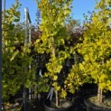 Ginkgo biloba fastigiata 'Blagon' - 1