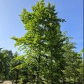 Fagus sylvatica - Foto 3