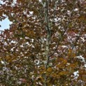 Fagus sylvatica 'Atropunicea' - 1