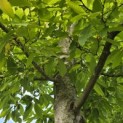 Castanea sativa - 3