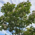 Catalpa erubescens 'Purpurea' - Foto 2