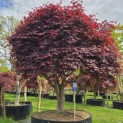 Acer palmatum 'Bloodgood' - Foto 1