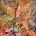 Lagerstroemia 'Natchez' - herfstkleuren Indische Sering.  impressie foto