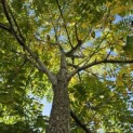 Juglans Nigra - 2