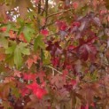 Liquidambar styraciflua - Foto 1