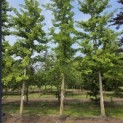 Ginkgo biloba - middelste boom mei 2026