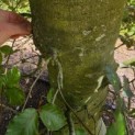 Fagus sylvatica 'Atropunicea' - Foto 1
