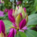 Rhododendron 'Catawbiense Grandiflorum - Afbeelding 3