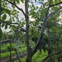 Juglans regia 'Cyril' - Foto 5