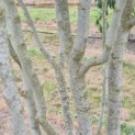 Parrotia persica 'Vanessa' - Foto 6