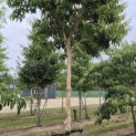 Heptacodium miconioides - Foto 2
