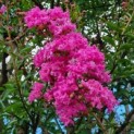 Lagerstroemia indica 'Rosea' - 2