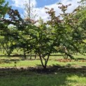 Parrotia persica - 7