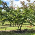 Parrotia persica - 8