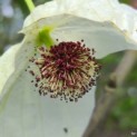 Davidia involucrata - Foto 1