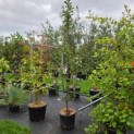Malus domestica 'Maypole' - Foto 1