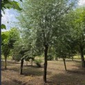Salix Alba - Foto 1