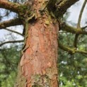 Pinus sylvestris - Foto 2