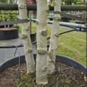 Liquidambar styraciflua 'Worplesdon' - 3