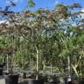 Albizia julibrissin 'Summer Chocolate' - Foto 1