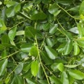 Nyssa sylvatica - 2