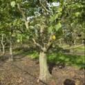 Carpinus Betulus - 4