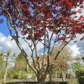 Acer palmatum 'Fireglow' - 4