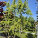 Cedrus deodara 'Aurea' - 3