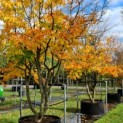 Parrotia persica - impressie volwassen klimboom.  Dit is NIET de boom die u krijgt.