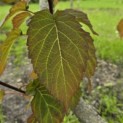 Davidia involucrata - 8