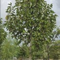 Magnolia 'Heaven Scent' - Foto 3