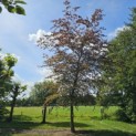 Fagus sylvatica 'Atropunicea' - nazomer 2025.