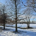 Carpinus betulus - 2
