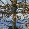 Carpinus betulus - 4