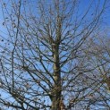 Carpinus betulus - 1