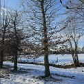 Carpinus betulus - 3