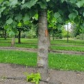 Tilia americana 'Nova' - Afbeelding 2