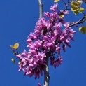 Cercis siliquastrum - 3