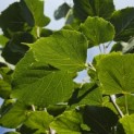 Tilia x europaea 'Pallida' - Foto 3