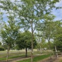 Gleditsia triacanthos ‘Inermis’ - 2