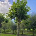 Platanus hispanica - 3