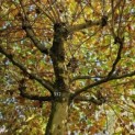 Platanus x hispanica - Foto 1