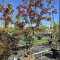 Malus 'Profusion' - 2