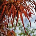 Acer palmatum 'Atrolineare' - 1