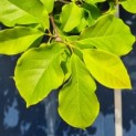 Magnolia 'Galaxy' - Afbeelding 5